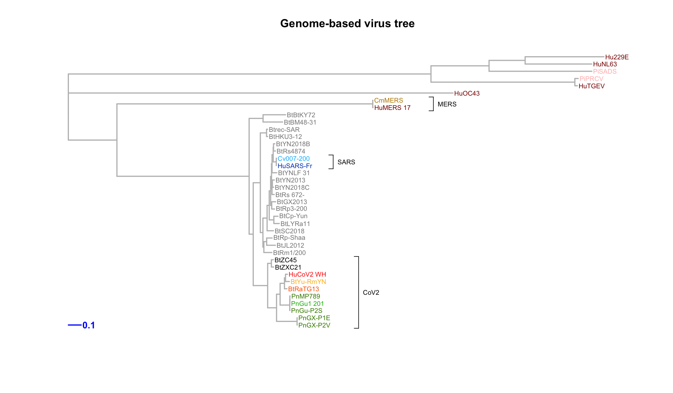 Genome tree of selected coronaviruses.  The tree was inferred by maximum likelihood apprroach (PhyML) based on a progressive multiple alignment (clustalw). 